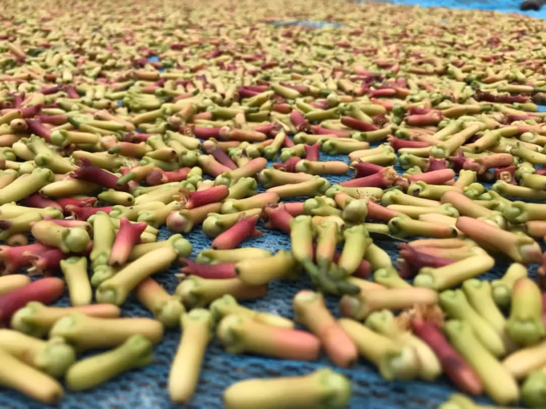 A close-up of our freshly harvested cloves, drying under the sun to enhance their flavor and aroma.